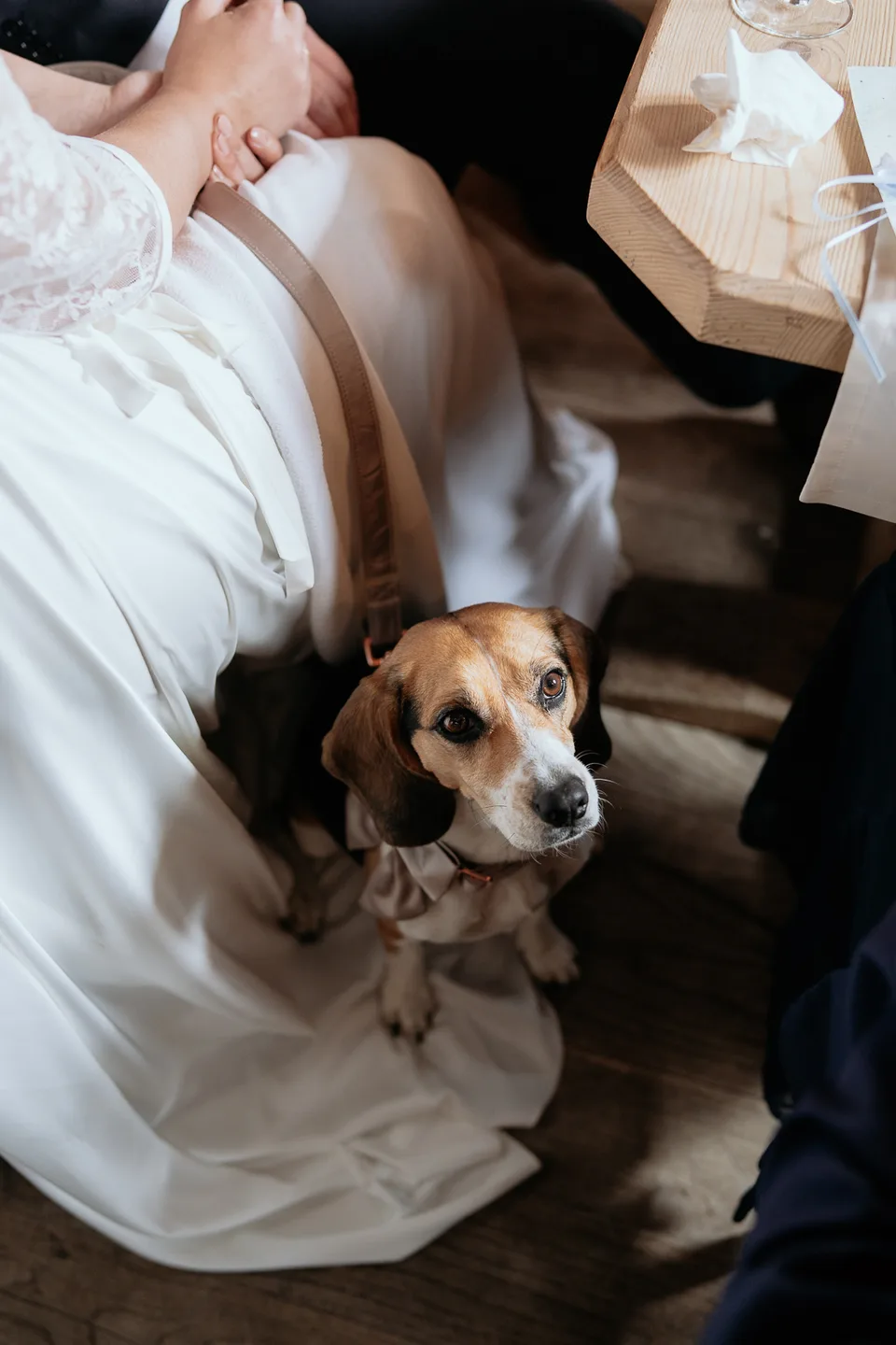 Ein Beagle sitzt neben der Braut auf dem Saum ihres Brautkleides